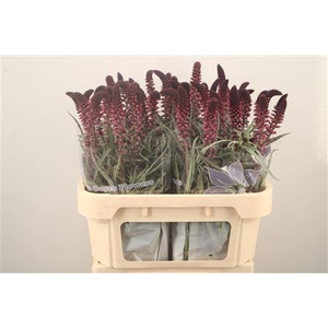 Lysim Atropurpurea