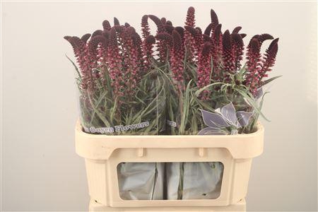 <h4>Lysim Atropurpurea</h4>