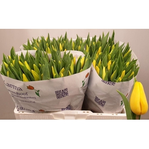 Tulipa si strong gold