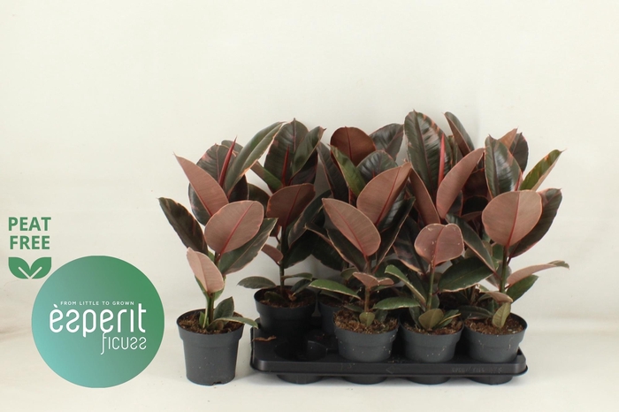 <h4>FIC EL BELIZE</h4>