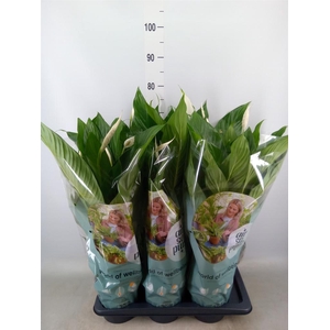 Spathiphyllum  'Bingo Cupido'