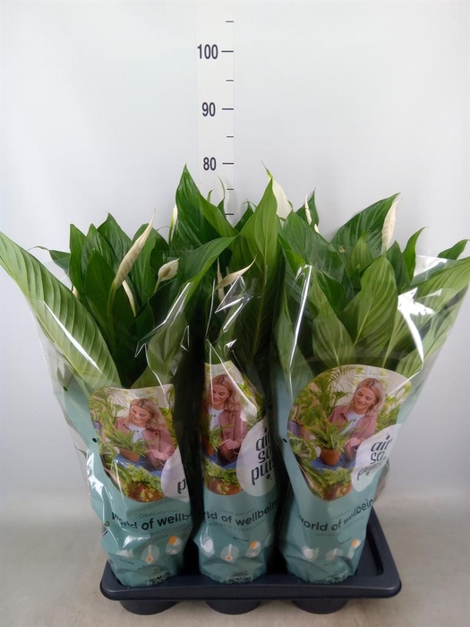 <h4>Spathiphyllum  'Bingo Cupido'</h4>
