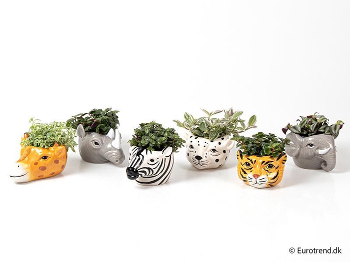 <h4>E 3113 ny safari</h4>