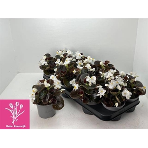 .Begonia semp other white