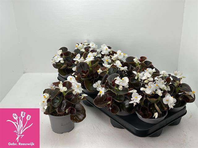 <h4>.Begonia semp other white</h4>