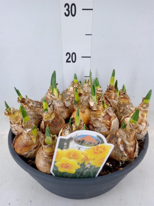 <h4>Narcissus   ...</h4>