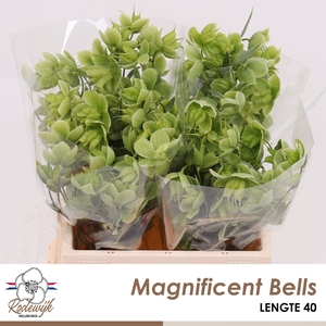 HELL  MAGNIFIC BELLS