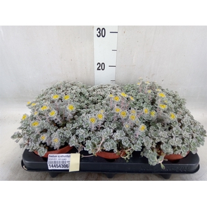 Sedum spathulifolium 'Cape Blanco'