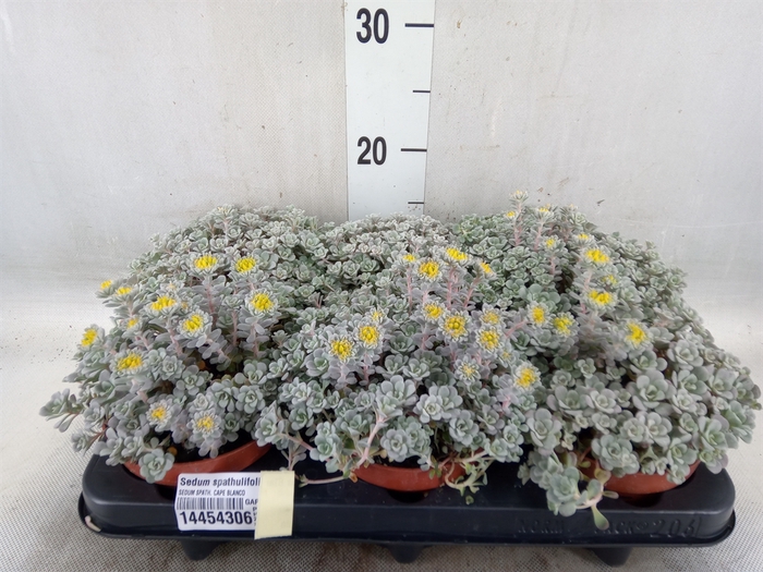 <h4>Sedum spathulifolium 'Cape Blanco'</h4>