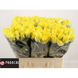 R GR MINION ROSE