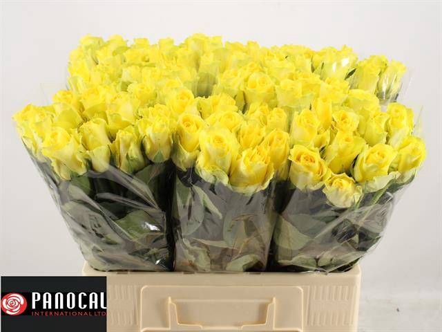<h4>R GR MINION ROSE</h4>