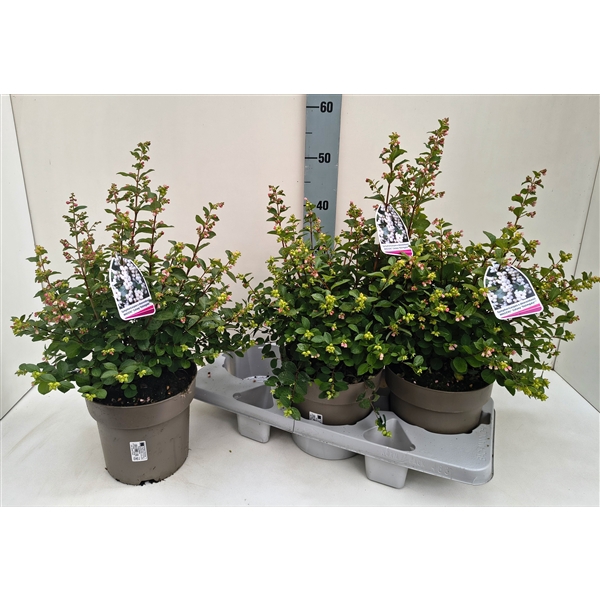 <h4>Symphoricarpos Magical Galaxy T19 Weiss</h4>