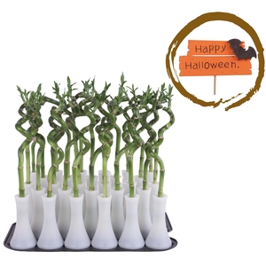 Lucky Bamboo Stem Spiral 30cm in Tube Vase White