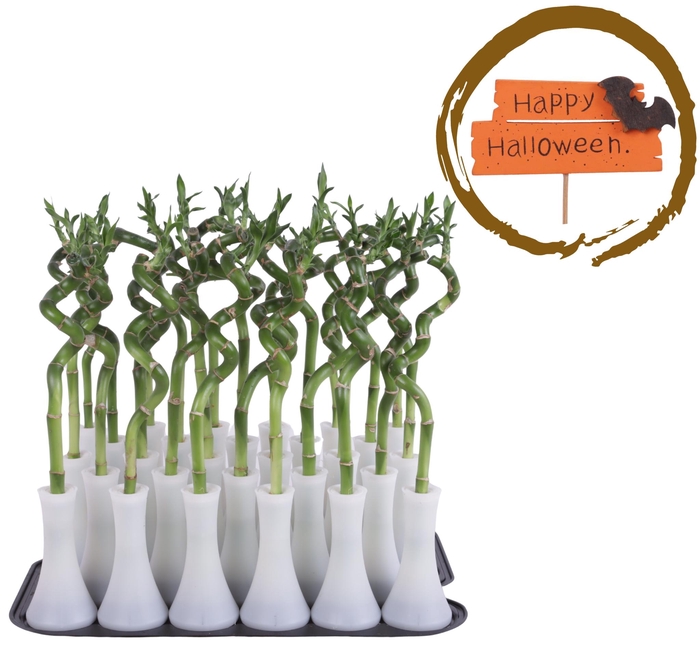 <h4>Lucky Bamboo Stem Spiral 30cm in Tube Vase White</h4>