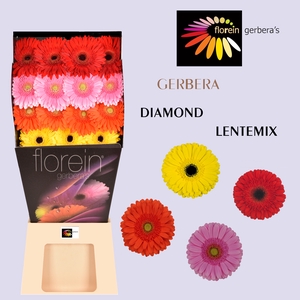 Gerbera Mix Spring Diamond