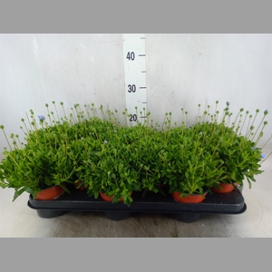 Felicia amell. 'Felicitara Blue'