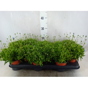Felicia amell. 'Felicitara Blue'