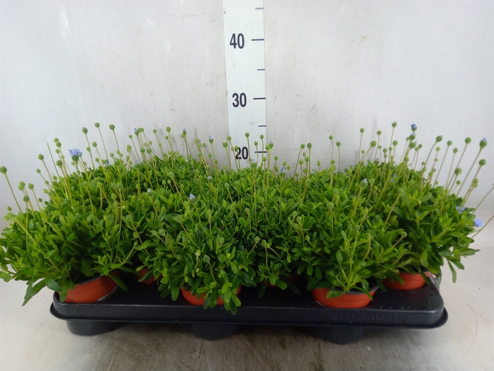 Felicia amell. 'Felicitara Blue'