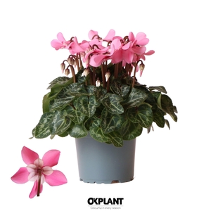 Cyclamen Djix pink