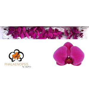 Phalaenopsis Purple Haze Doos
