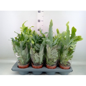 Phlebodium aureum 'Blue Star'