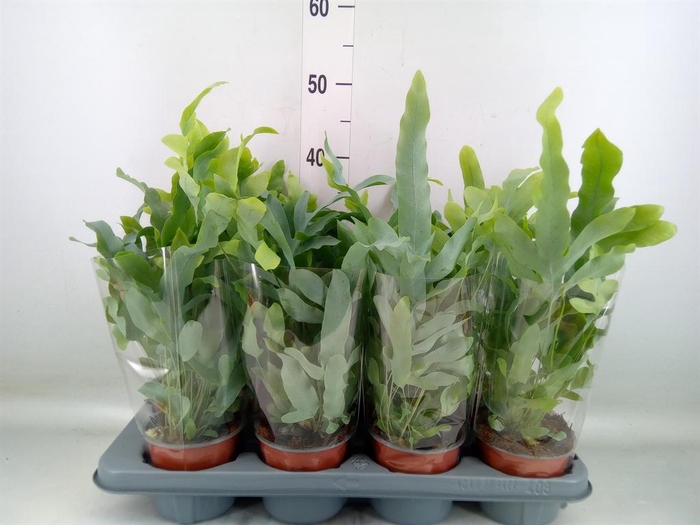 <h4>Phlebodium aureum 'Blue Star'</h4>