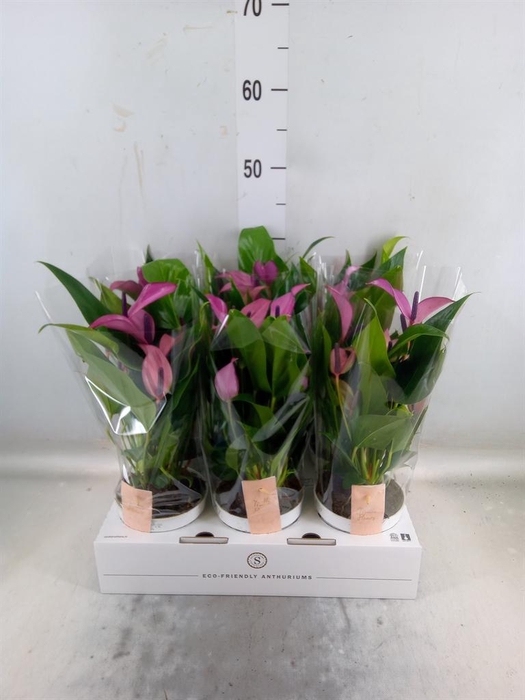 <h4>Anthurium  'Zizou'</h4>