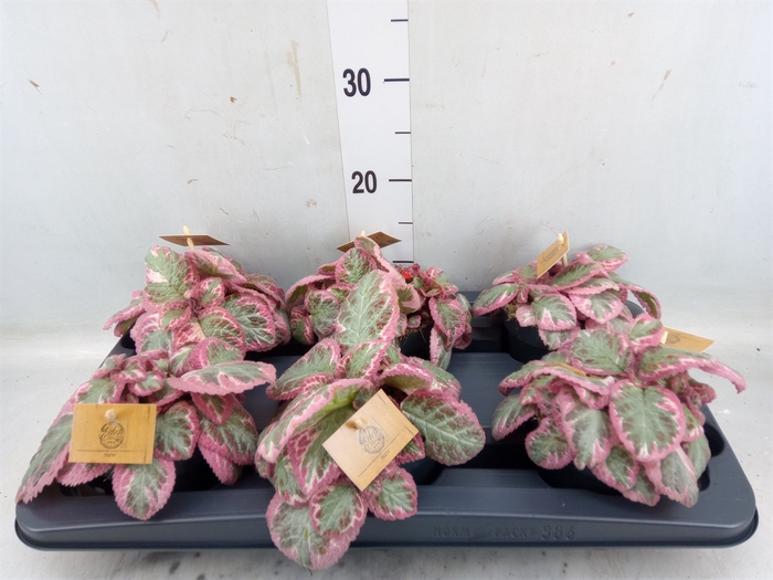 <h4>Episcia   ...</h4>