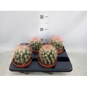 Ferocactus pilosus