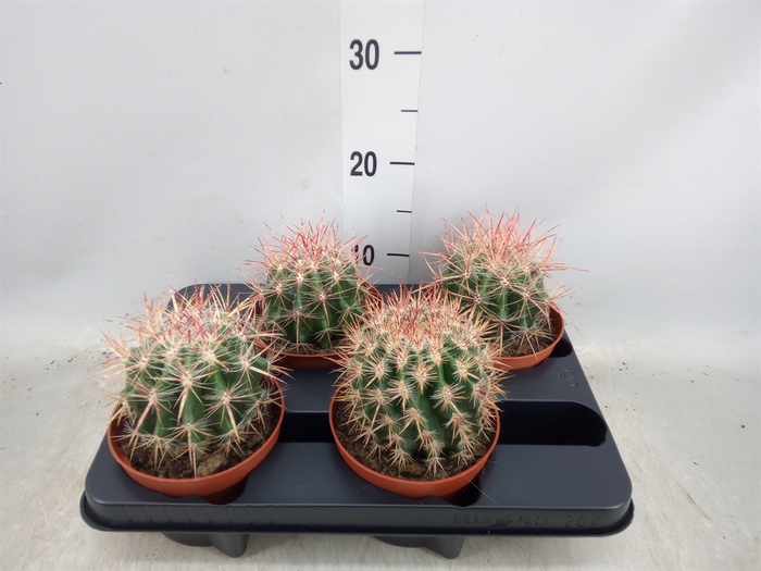 <h4>Ferocactus pilosus</h4>