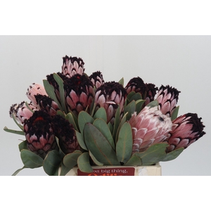 PROTEA M DIDI