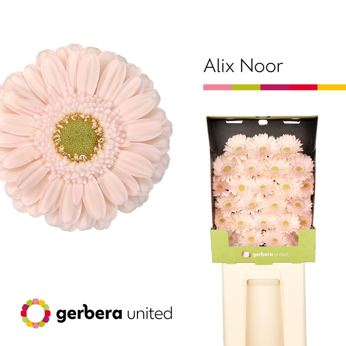 <h4>Ge Mi Alix-noor</h4>