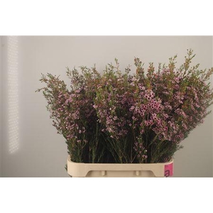 Chamelaucium Early Nir Pale Pink