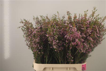 <h4>Chamelaucium Early Nir Pale Pink</h4>