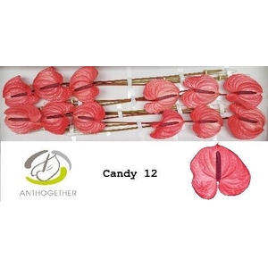 ANTH A CANDY