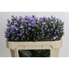 Aster Cassandra