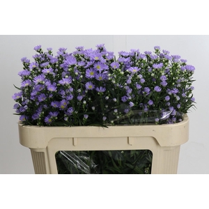 Aster Cassandra