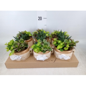 Arr.   Kamerplant Groen L%