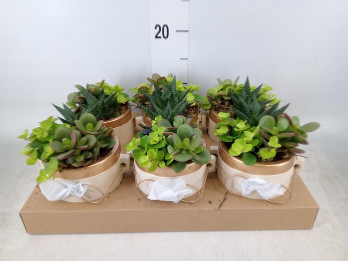 <h4>Arr.   Kamerplant Groen L%</h4>