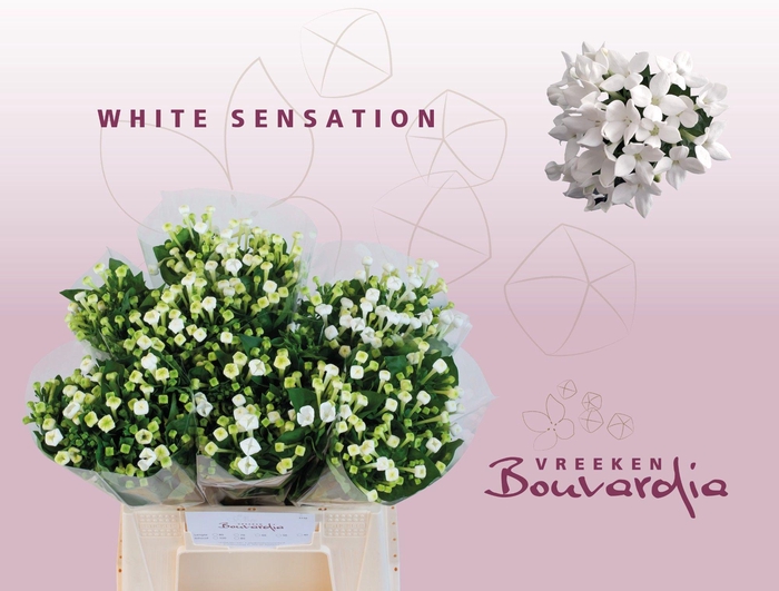 <h4>Bou En Whi Sensation</h4>