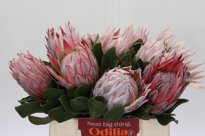 <h4>Protea Cynaroides</h4>