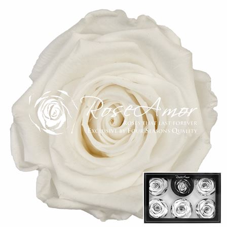 <h4>R P 01 White XL</h4>