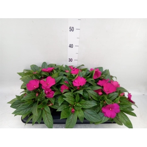 Impatiens NG 'Tamarinda Purple'