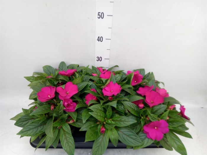<h4>Impatiens NG 'Tamarinda Purple'</h4>