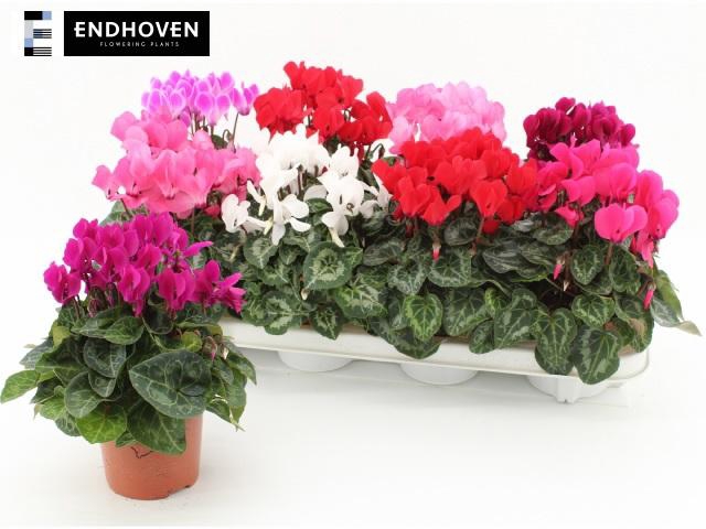 <h4>CYCL KL SUP VERANO</h4>