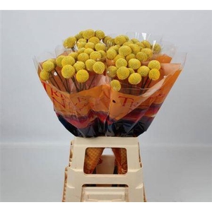 Cras Paintball Jumbo