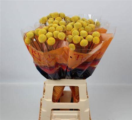 <h4>Craspedia Paintball Jumbo</h4>