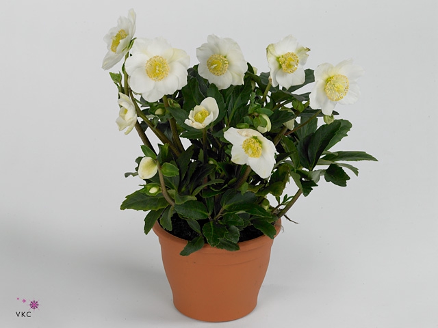 HGC Helleborus Wintergold