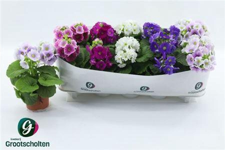 <h4>Prim Ob Sweetk A Gem</h4>