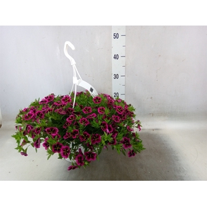 Calibrachoa  'Cabaret Good N Kiss'